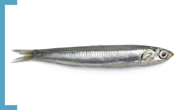 Alici